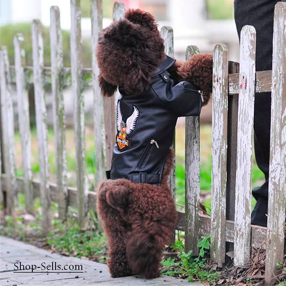 Stylish Winter Dog Jacket | Warm & Comfortable Pet Clothing