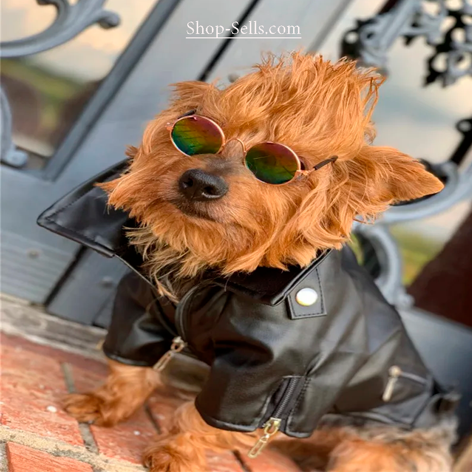 Stylish Winter Dog Jacket | Warm & Comfortable Pet Clothing